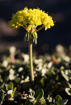 Eriogonum sp.