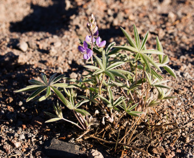Lupinus sp.