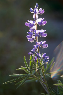 Lupinus sp.