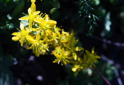 Sedum sp.