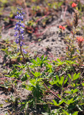 Broadleaf Lupine (Lupinus latifolius)