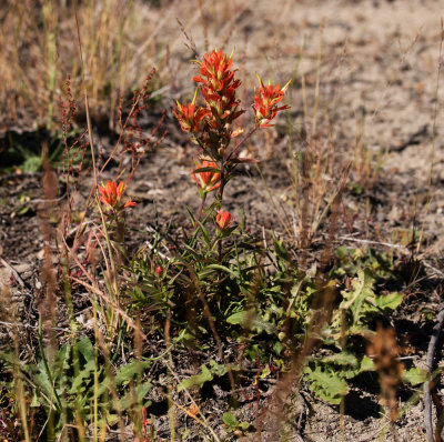Giant Indian Paintbrush (Castilleja miniata) 