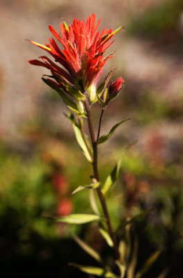 Giant Indian Paintbrush (Castilleja miniata) 