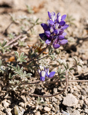Pacific Lupine (Lupinus lepidus)