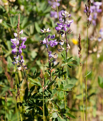 Broadleaf Lupine (Lupinus latifolius)