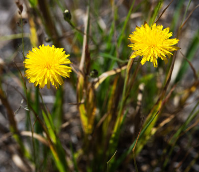 DSC_9522vv.jpg