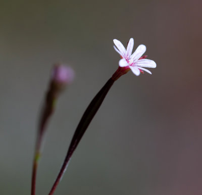Threadstem Fireweed (Epilobium minutum)