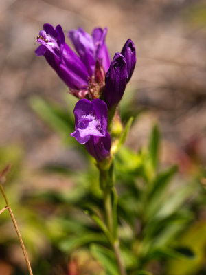 DSC_9621xx.jpg