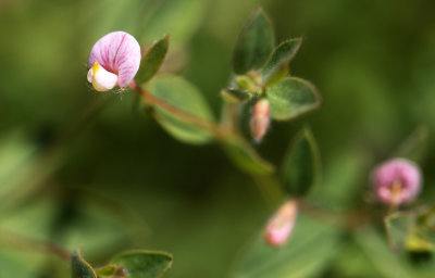 Spanish Lotus (Lotus unifoliolatus)