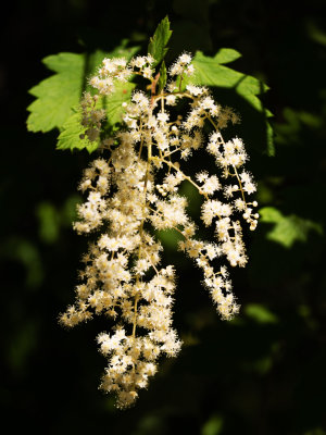 Ocean Spray (Holodiscus discolor)