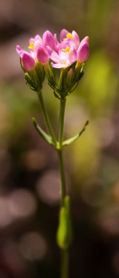 European Centaury (Centaurium erythraea)
