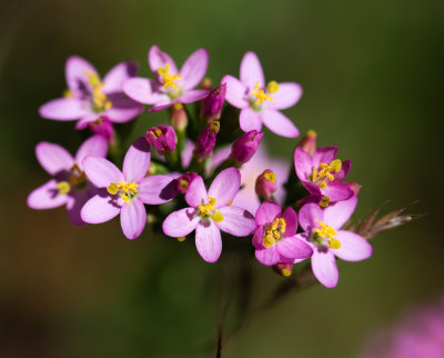 European Centaury (Centaurium erythraea)