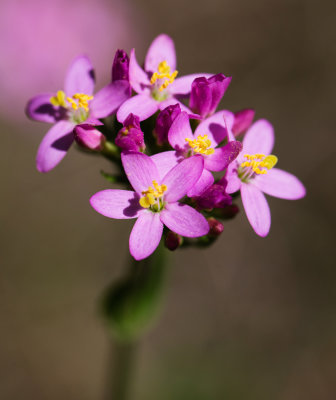 European Centaury (Centaurium erythraea)