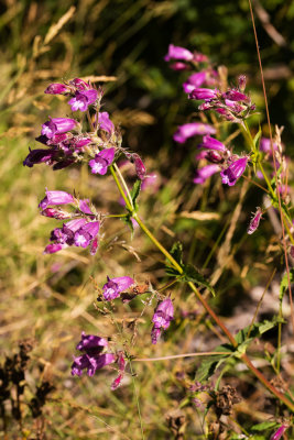 DSC_9831zz.jpg