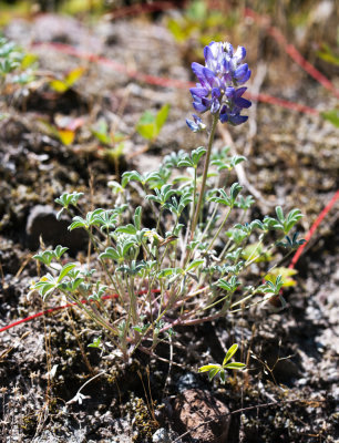 Pacific Lupine (Lupinus lepidus)