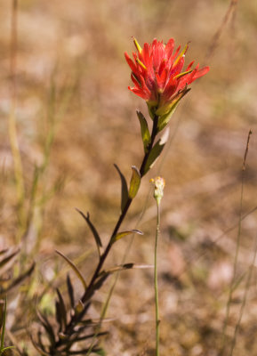 Giant Indian Paintbrush (Castilleja miniata) 