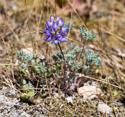 Pacific Lupine (Lupinus lepidus)