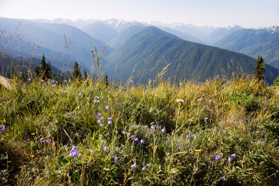 Hurricane Ridge - Olympic National Park