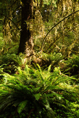 Hoh Rain Forest - Olympic National Park