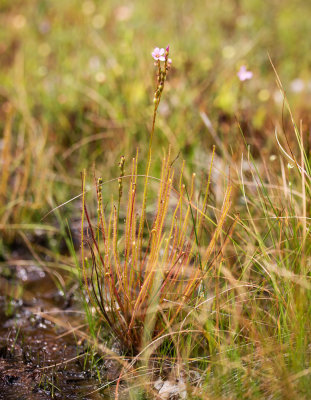 Thread-Leaved Sundew (Drosera filiformis)