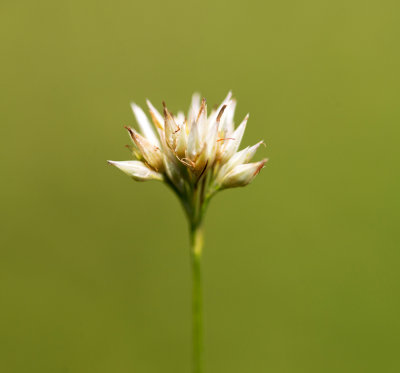 White Beak Sedge (Rhynchospora alba)