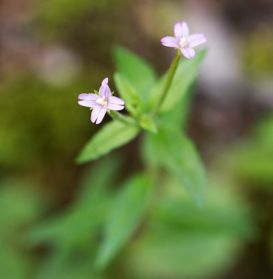 Willow Herb (Epilobium sp.)