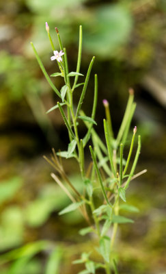 Willow Herb (Epilobium sp.)