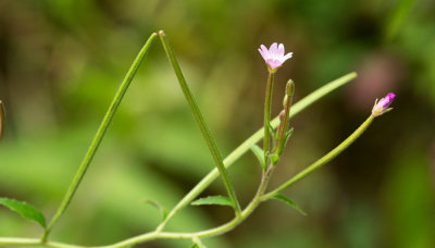 Willow Herb (Epilobium sp.)