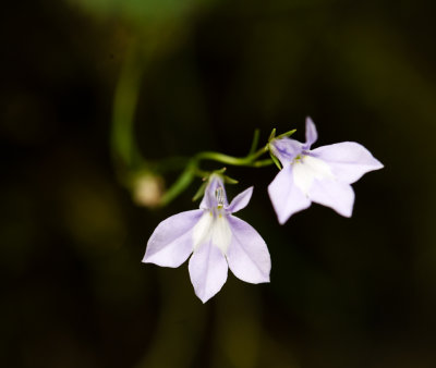 g10/94/1228794/3/168064490.Sn6SpXRc.jpg