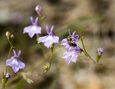 Brook Lobelia (Lobelia kalmii)