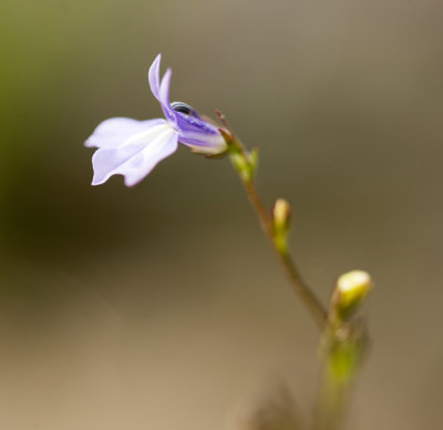 Brook Lobelia (Lobelia kalmii)