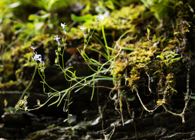 Brook Lobelia (Lobelia kalmii)