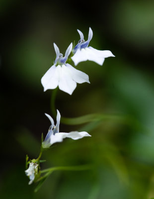 Brook Lobelia (Lobelia kalmii)