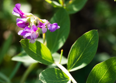 Beach Pea (Lathyrus japonicus)