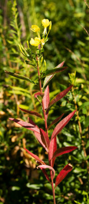 DSC_4988ss.jpg