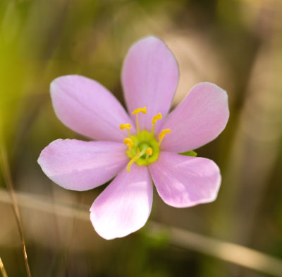 Rose Pink (Sabatia angularis)