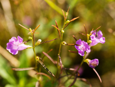 Smallflower False Foxglove (Agalinis paupercula)