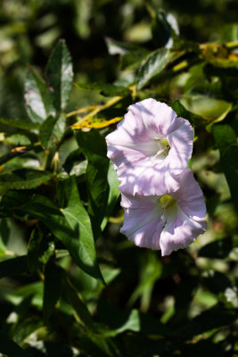 DSC_5239ee.jpg