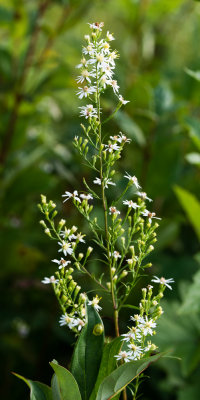 Aster sp.