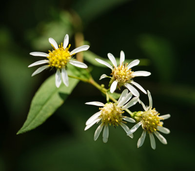 Aster sp.