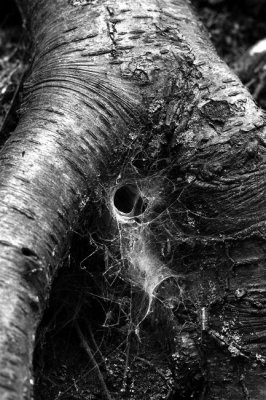 Spider Nest - Slippery Rock Gorge