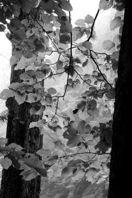Trees - Slippery Rock Gorge 