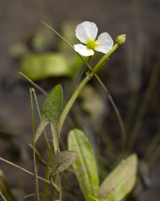 Arrowhead (Sagittaria sp.)