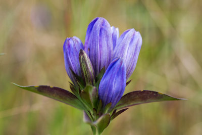 Allegheny Glade Gentian (Gentiana saponaria v. allegheniensis)