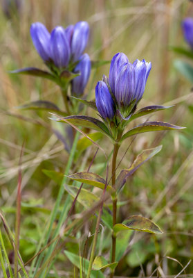 Allegheny Glade Gentian (Gentiana saponaria v. allegheniensis)
