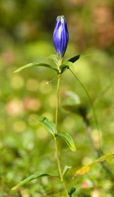 Narrow-Leaved Gentian (Gentiana linearis)