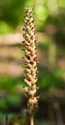Downy Rattlesnake Plantain (Goodyera pubescens)