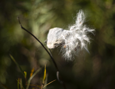 Common Milkweed (Asclepias syriaca)