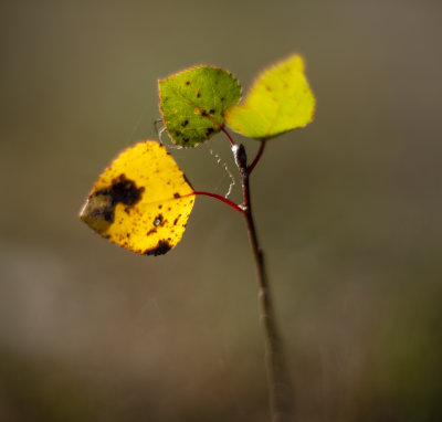 Eastern Cottonwood Seedling (Populus deltoides)