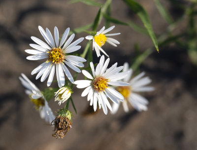 Symphyotrichum sp.